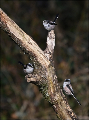 Long Tailed Tit Family
